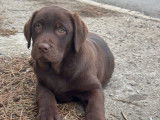 Un chiot Labrador Retriever mâle chocolat LOF disponible à la vente