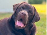 Un chiot Labrador Retriever mâle chocolat LOF disponible à la vente