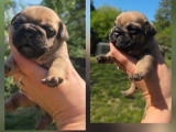 À réserver 5 chiots Bouledogues Français (LOF)