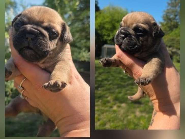 À réserver 5 chiots Bouledogues Français (LOF)