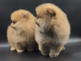 Des chiots Spitz Nains Poméraniens LOF à acheter