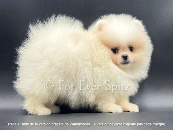 Spitz Nains Poméraniens