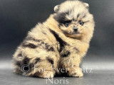 Spitz Nains Poméraniens Merle & Tan