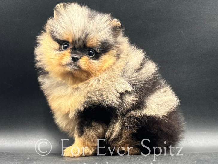 Spitz Nains Poméraniens Merle & Tan