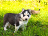 À vendre 4 chiots Huskys Sibériens LOF