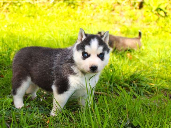 À vendre 4 chiots Huskys Sibériens LOF