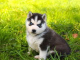 À vendre 4 chiots Huskys Sibériens LOF