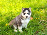 À vendre 4 chiots Huskys Sibériens LOF