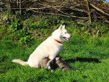 À vendre 4 chiots Huskys Sibériens LOF