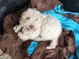 Chiot de race Lagotto Romagnolo mâle à vendre