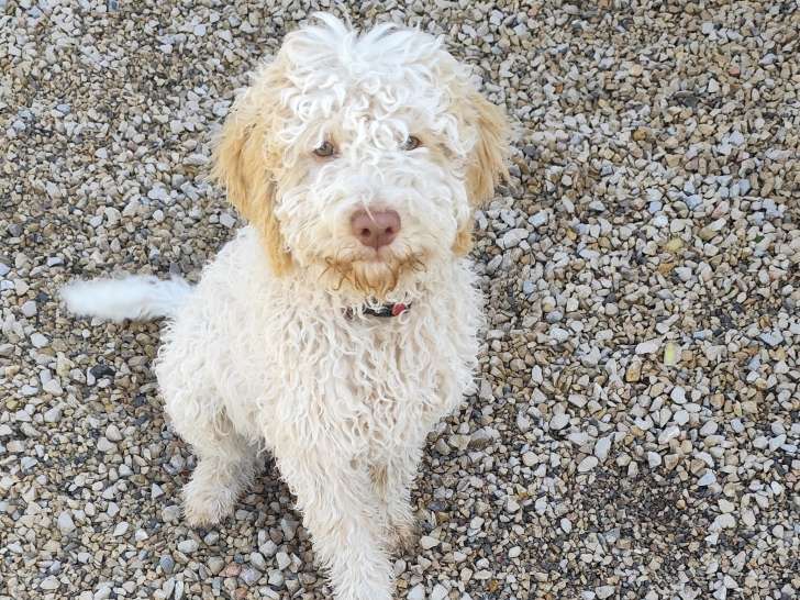 Chiot de race Lagotto Romagnolo mâle à vendre