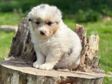 5 chiots Bergers Australiens LOF à réserver