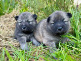 À réserver 7 chiots Eurasiers LOF