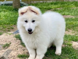 Un chiot mâle Berger Blanc Suisse en vente (LOF)