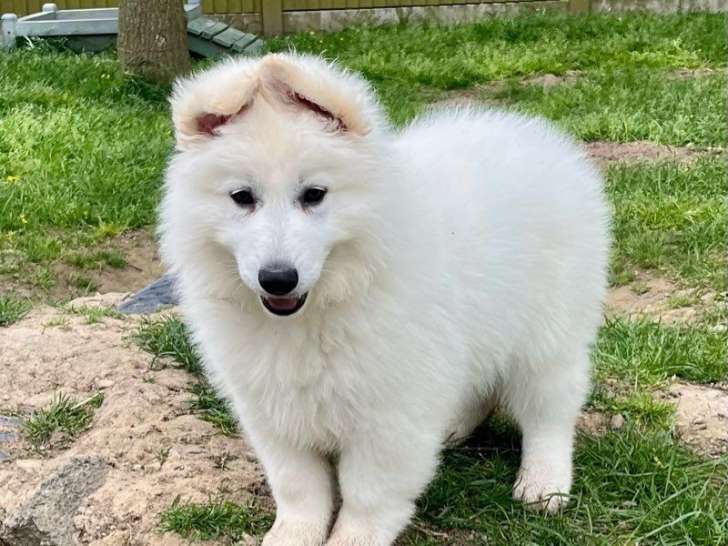 Un chiot mâle Berger Blanc Suisse en vente (LOF)