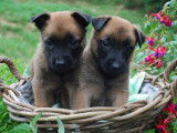5 chiots Bergers Belges Malinois LOF à réserver