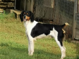 Un chien Épagneul Breton tricolore LOF de 2 ans disponible à la réservation