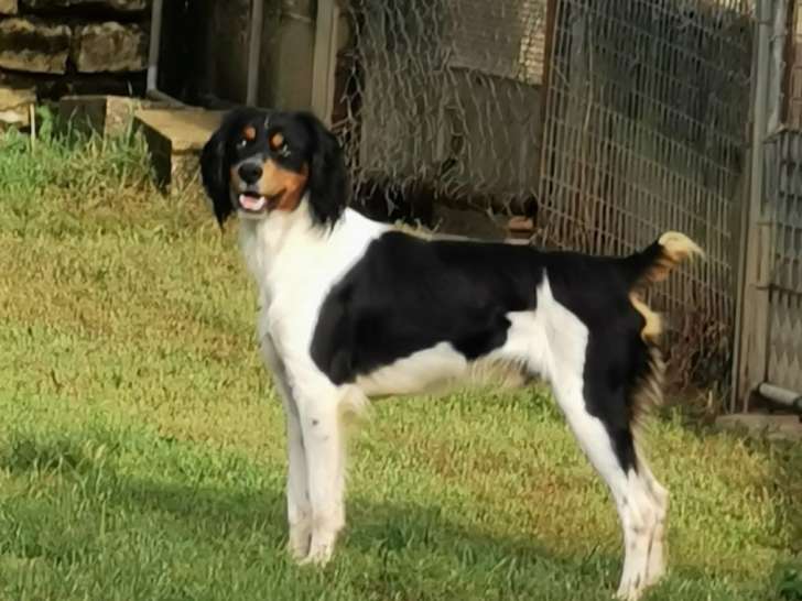 Un chien Épagneul Breton tricolore LOF de 2 ans disponible à la réservation