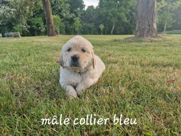 4 chiots Golden Retrievers LOF à réserver