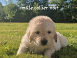 4 chiots Golden Retrievers LOF à réserver