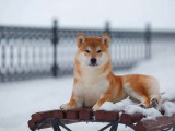 Un chien adulte Shiba Inu fauve LOF pour une saillie