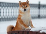 Un chien adulte Shiba Inu fauve LOF pour une saillie