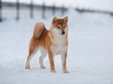 Un chien adulte Shiba Inu fauve LOF pour une saillie