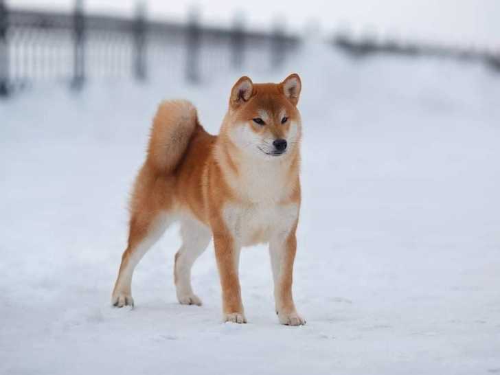 Pannello Cane o piano cottura shiba-inu-fauve 20 x 10 cm