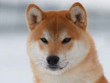 Un chien adulte Shiba Inu fauve LOF pour une saillie