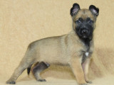 À réserver 3 chiots Bergers Belges Malinois LOF