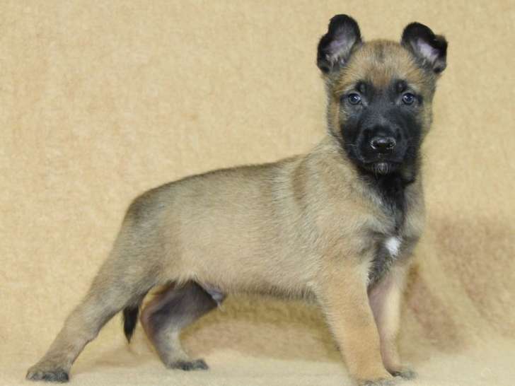 À réserver 3 chiots Bergers Belges Malinois LOF