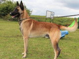 À réserver 3 chiots Bergers Belges Malinois LOF
