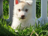Un chiot mâle Husky Sibérien cuivré  LOF à réserver