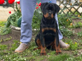 Un chiot Rottweiler mâle LOF à vendre