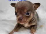 7 chiots Chihuahuas disponibles à la réservation (LOF)