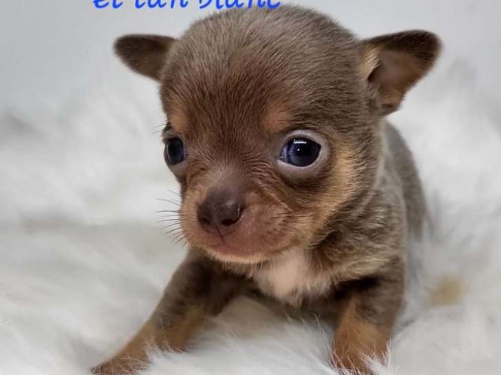 7 chiots Chihuahuas disponibles à la réservation (LOF)
