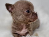 7 chiots Chihuahuas disponibles à la réservation (LOF)