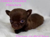 7 chiots Chihuahuas disponibles à la réservation (LOF)