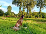 Chienne Berger Belge Malinois à donner
