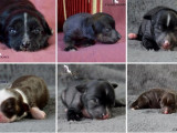 6 chiots mâles Chiens Chinois à Crête LOF à réserver