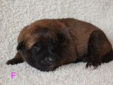 Des chiots Bergers Belges Malinois LOF à réserver