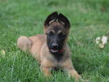 Chiots Bergers Belges Malinois LOF à réserver