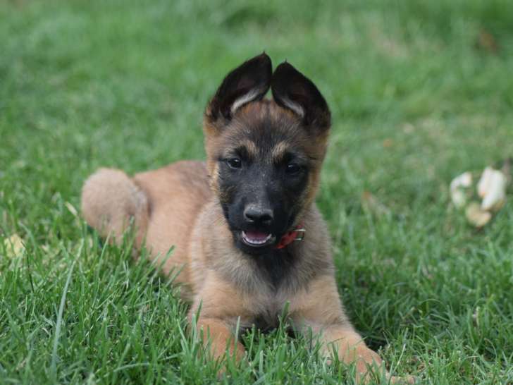 Chiots Bergers Belges Malinois LOF à réserver