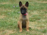 Chiots Bergers Belges Malinois LOF à réserver