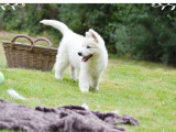 À réserver un chiot femelle Berger Blanc Suisse LOF