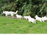 À réserver un chiot femelle Berger Blanc Suisse LOF