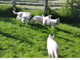 À réserver un chiot femelle Berger Blanc Suisse LOF