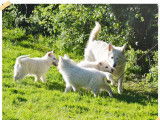 À réserver un chiot femelle Berger Blanc Suisse LOF