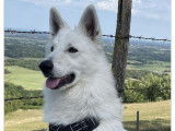 À réserver un chiot femelle Berger Blanc Suisse LOF