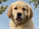 Des chiots Golden Retrievers LOF disponibles à la réservation